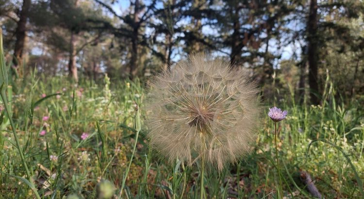 a dandelion and in the background wild flowers and a forest